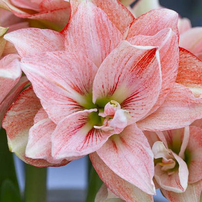 Amaryllis (Hippeastrum) Pink Glory Amarylia