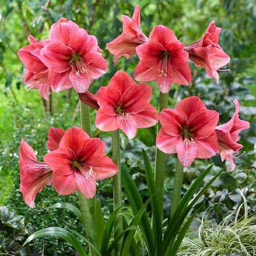 Amaryllis (Hippeastrum) Pink Panther Amarylia