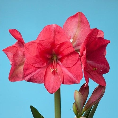 Amaryllis (Hippeastrum) Pink Rival Amarylia