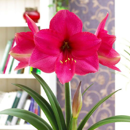 Amaryllis (Hippeastrum) Pink Surprise Amarylia