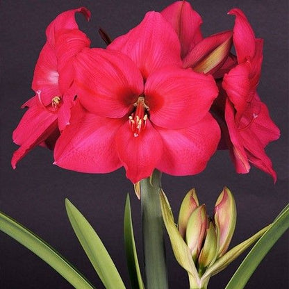 Amaryllis (Hippeastrum) Pleasure Amarylia