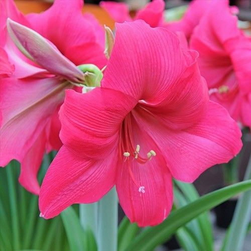 Amaryllis (Hippeastrum) Pleasure Amarylia