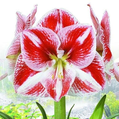 Amaryllis (Hippeastrum) Popov Amarylia