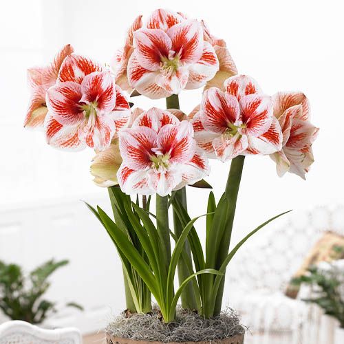 Amaryllis (Hippeastrum) Popov Amarylia