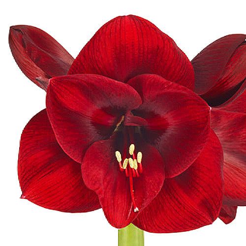 Amaryllis (Hippeastrum) Porto Amarylia