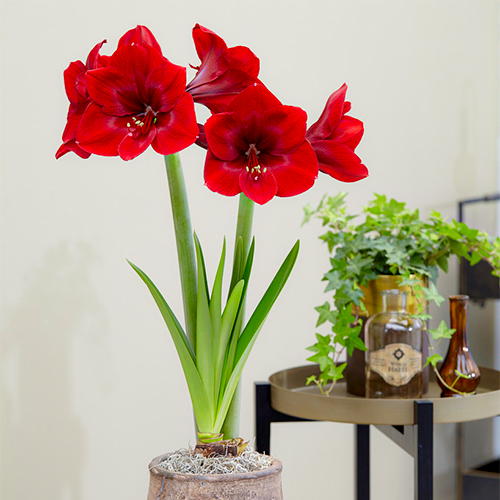 Amaryllis (Hippeastrum) Premiere Amarylia