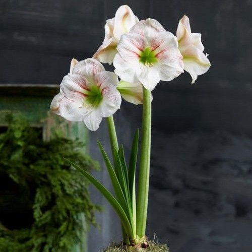 Amaryllis (Hippeastrum) Princes Claire Amarylia