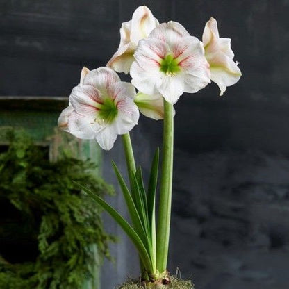 Amaryllis (Hippeastrum) Princes Claire Amarylia