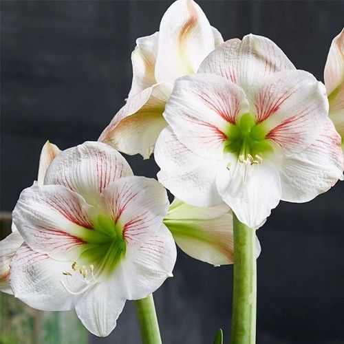 Amaryllis (Hippeastrum) Princes Claire Amarylia