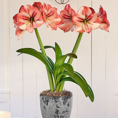 Amaryllis (Hippeastrum) Provence Amarylia