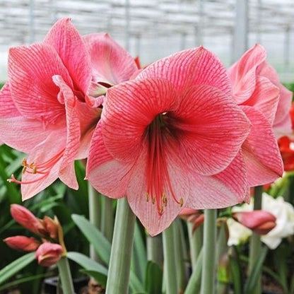 Amaryllis (Hippeastrum) Purple Rain Amarylia