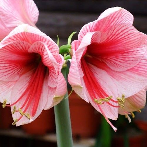 Amaryllis (Hippeastrum) Purple Rain Amarylia