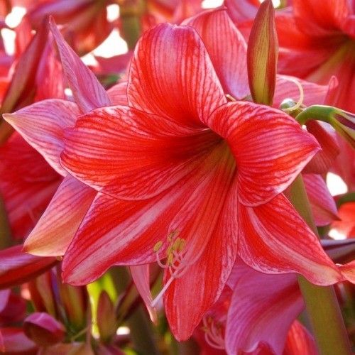 Amaryllis (Hippeastrum) Pyama Party Amarylia