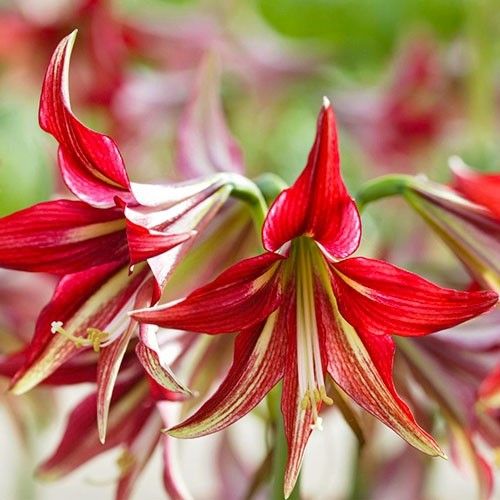 Amaryllis (Hippeastrum) Quito Amarylia