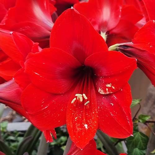 Amaryllis (Hippeastrum) Rapido Amarylia