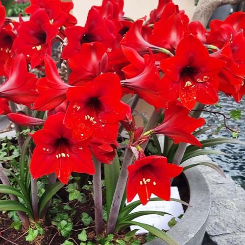 Amaryllis (Hippeastrum) Rapido Amarylia