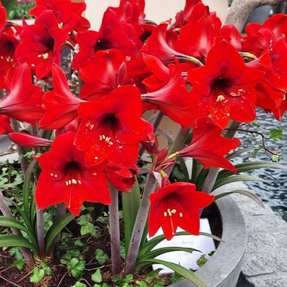 Amaryllis (Hippeastrum) Rapido Amarylia