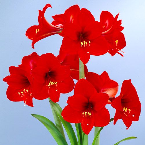 Amaryllis (Hippeastrum) Rapido Amarylia