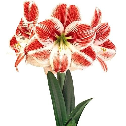 Amaryllis (Hippeastrum) Razzle Dazzle Amarylia