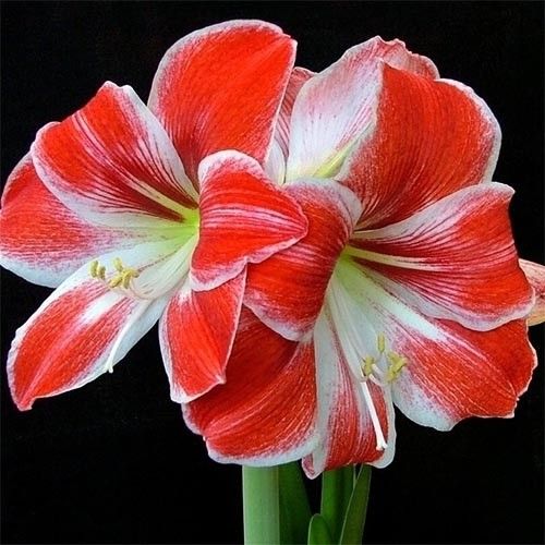 Amaryllis (Hippeastrum) Razzle Dazzle Amarylia