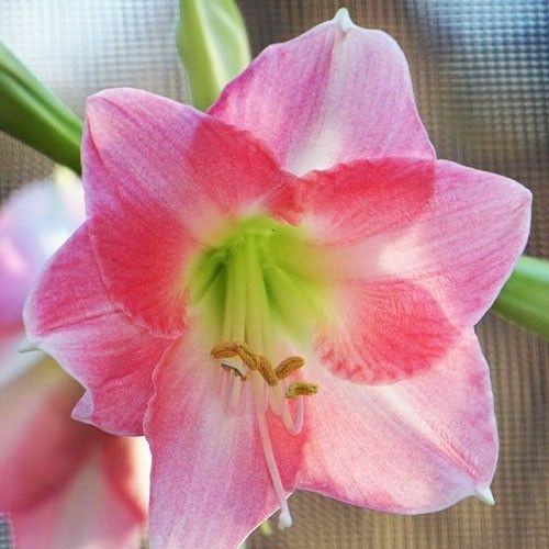 Amaryllis (Hippeastrum) Rebecca Amarylia