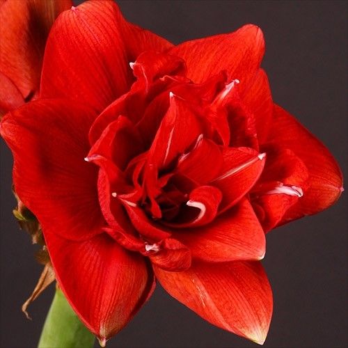 Amaryllis (Hippeastrum) Red Glory Amarylia