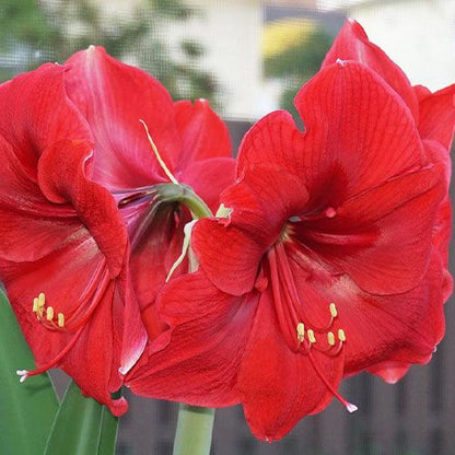 Amaryllis (Hippeastrum) Red Label Amarylia