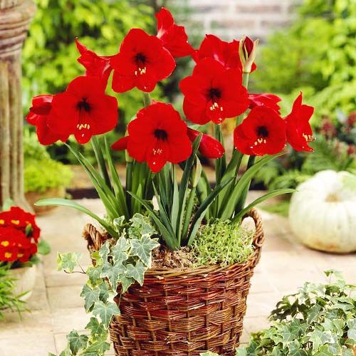 Amaryllis (Hippeastrum) Red Lion Amarylia