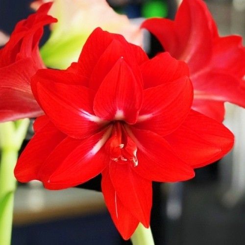 Amaryllis (Hippeastrum) Red Peacock Amarylia