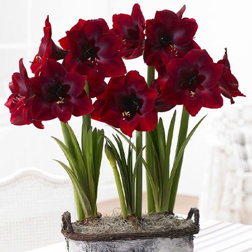 Amaryllis (Hippeastrum) Red Pearl Amarylia