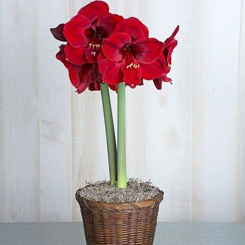 Amaryllis (Hippeastrum) Red Reality Amarylia