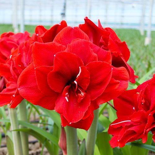 Amaryllis (Hippeastrum) Red Toro Amarylia