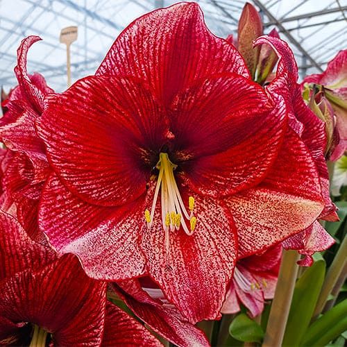 Amaryllis (Hippeastrum) Reveleation Amarylia