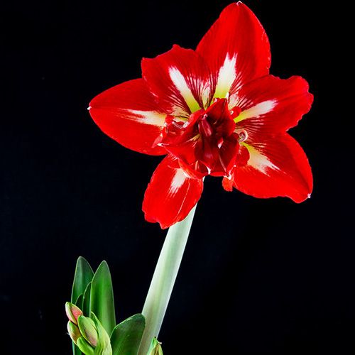 Amaryllis (Hippeastrum) Rock-n-Roll Amarylia