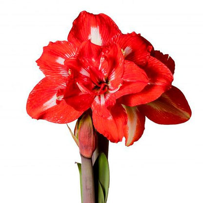 Amaryllis (Hippeastrum) Rock-n-Roll Amarylia