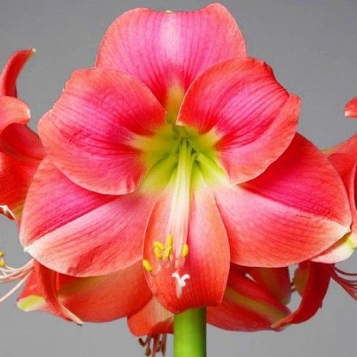 Amaryllis (Hippeastrum) Rosalie Amarylia