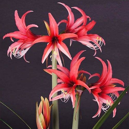 Amaryllis (Hippeastrum) Rose Cybister Amarylia