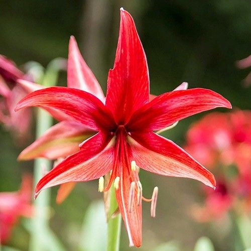 Amaryllis (Hippeastrum) Rose Cybister Amarylia