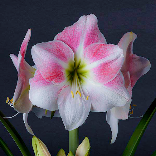 Amaryllis (Hippeastrum) Rosy Star Amarylia