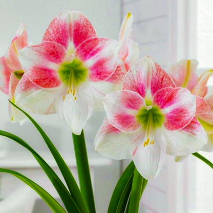 Amaryllis (Hippeastrum) Rosy Star Amarylia