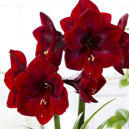 Amaryllis (Hippeastrum) Royal Velvet Amarylia