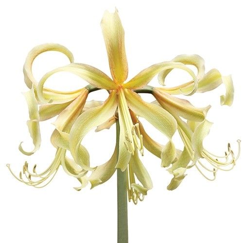 Amaryllis (Hippeastrum) Saffron Amarylia