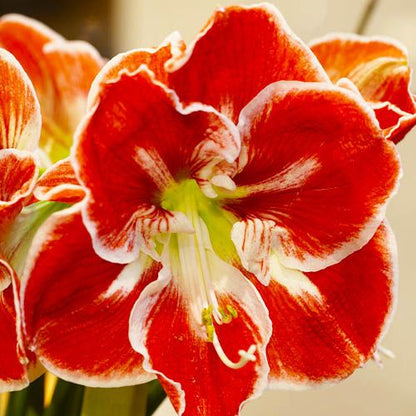 Amaryllis (Hippeastrum) Samba Amarylia