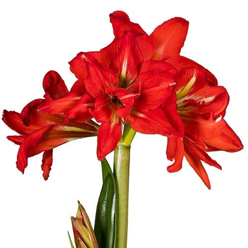 Amaryllis (Hippeastrum) Samburu Amarylia