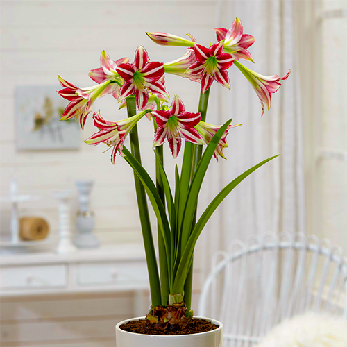 Amaryllis (Hippeastrum) Santiago Amarylia