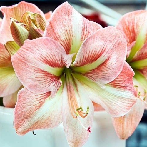 Amaryllis (Hippeastrum) Sao Paulo Amarylia