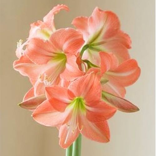 Amaryllis (Hippeastrum) Serenity Amarylia