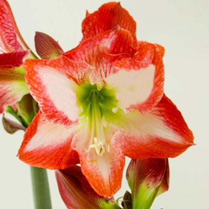 Amaryllis (Hippeastrum) Shine Dream Amarylia