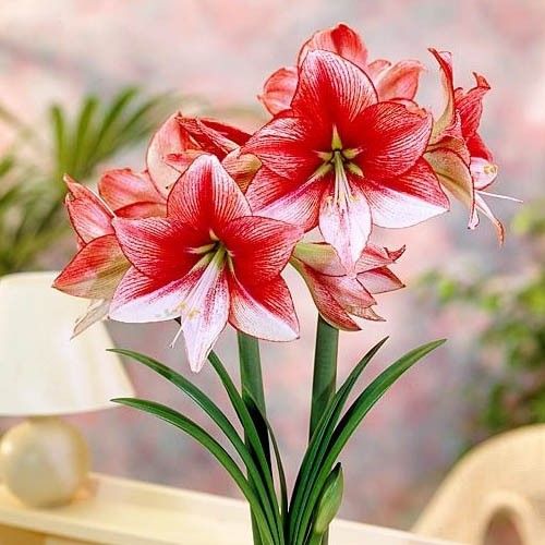 Amaryllis (Hippeastrum) Showmaster Amarylia