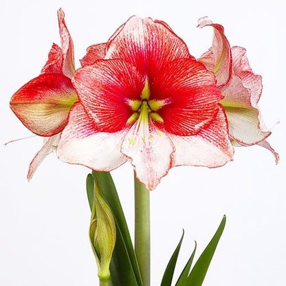 Amaryllis (Hippeastrum) Showmaster Amarylia